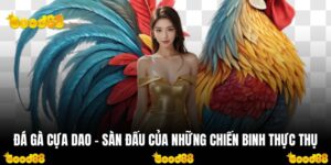Đá Gà Cựa Dao - Sàn Đấu Của Những Chiến Binh Thực Thụ