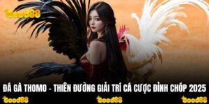 Đá Gà Thomo - Thiên Đường Giải Trí Cá Cược Đỉnh Chóp 2025
