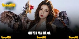 Khuyến Mãi Đá Gà - Tổng Hợp Ưu Đãi Độc Quyền Hot Nhất Trên Good88