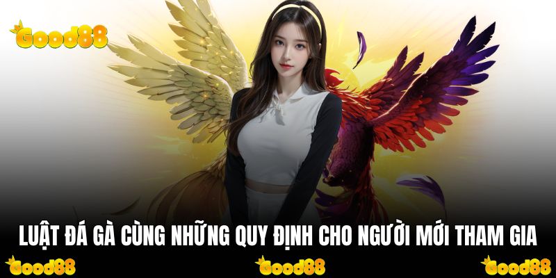 Luật Đá Gà Cùng Những Quy Định Cho Người Mới Tham Gia