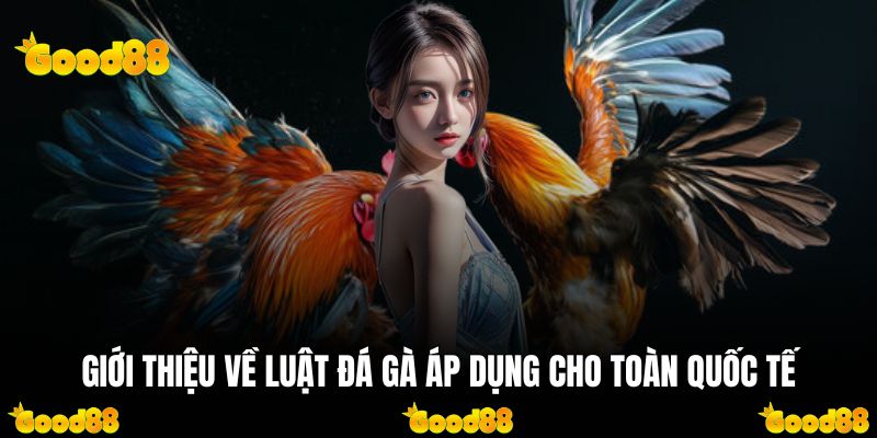Giới thiệu về luật đá gà áp dụng cho toàn quốc tế
